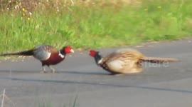 Funky Pheasants Fighting