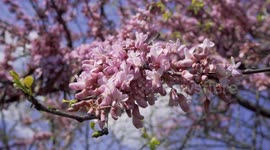 Nature Blossoms Spring Footage 4K