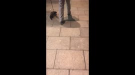 Man walking his ferret in Leeds town centre