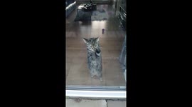 Window cleaning cat
