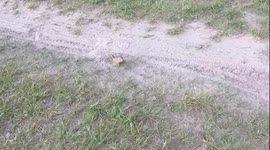 Saved gopher in Siberia
