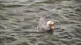 Love in the sea – a pair of Falklands Steamer Ducks mating then ‘steaming’ across the water