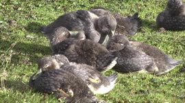 Cute Falklands Steamer Ducklings huddling together and preening