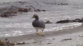 Mother Steamer Duck on the beach and with her family in the surf