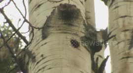 A Sapsucker brings food to its chicks.