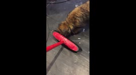 Trixie Border Terrier puppy vs a Broom