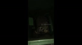 Racoon Recycling