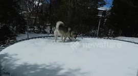 Alaskan Malamute Sojou  Snow covered Trampoline