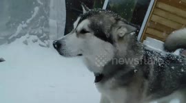 Alaskan Malamute Sojou Longest Running April Fool Joke Ever