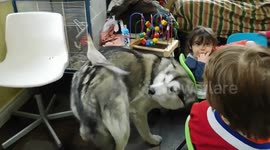 Alaskan Malamute Sojou and Cockatiel Phoebe Physical Contact