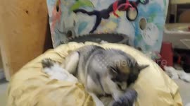 Alaskan Malamute Sojou Shredding Skills