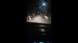 Gang of lawn-eating kangaroos takes over Australian neighbourhood