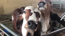 Gir cows in Dubai