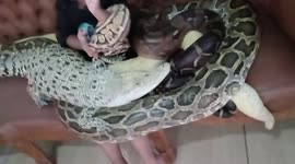 The Fearless Indonesian Girl Playing With A Crocodile and Pythons on The Couch