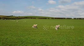 Newborn Northumbrian Lambs