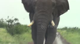 Huge wild elephant charges safari tourists in South Africa