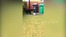 Watch incredible moment dog shows off amazing footie skills and refuses to let postman deliver letters unless they have a kickabout