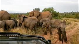 Playful baby elephant attempts to charge safari vehicle