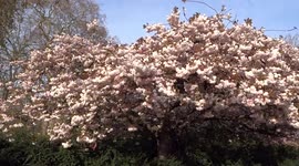 Cherry blossom in Belgrave Place in April - London