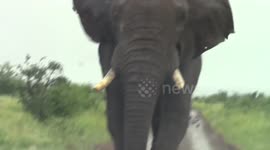 Huge elephant charges vehicle on wet road in Kruger National Park
