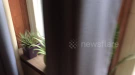 Rescue Dog Thwarts Home Burglary