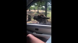 Our people !Our llama!!