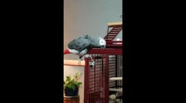 'Alexa, STOP!': Mischievous parrot shuts up Frank Sinatra