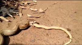 Cobra regurgitates another cobra after rescue in India