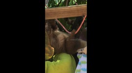 Cute sloths in Costa Rica Rescue Center