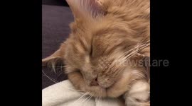 Big ginger Maine Coon cat wakes up from nightmare then goes back to sleep