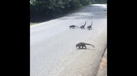 A big family of cute coatis seen crossing the street in Costa Rica