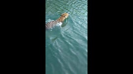 Fisherman records rare encounter with swimming wild jaguar