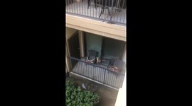 Welcome gift for my new neighbor cat