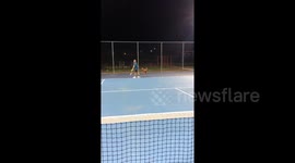 Labradoodle puppy learning how to be a ball boy