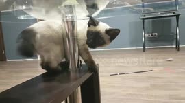 Siamese kitten goes in circles around a table leg while chasing his tail