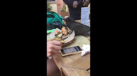 Rowdy parrot steals tourist's French fries and is escorted away by staff