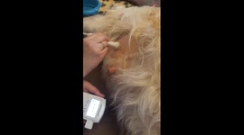 Amazing sound Listening to puppies heartbeat at 62 days using a baby doppler