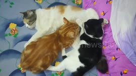 Twins Kitty Drink Milk While Mommy Sleep
