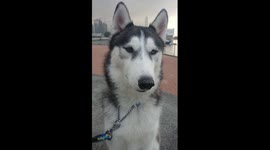 When husky listen cat
