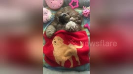 Australian chow chow puppy tucked into blanket snores adorably