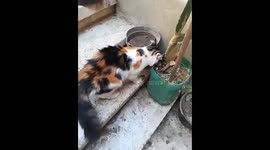 Adorable Mommy cat Running After Big Mice