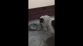 Dog caressing a cat