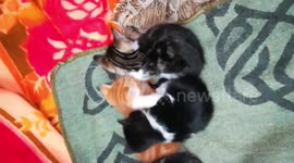 Male & Female Friendly Kitties Fight On Bed