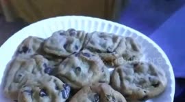 Fish Wants Cookies