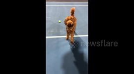 'Dog-er Federer'! Pooch learns to be a ball boy while owners play tennis