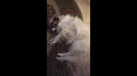 Dog making strange funny movements of the body