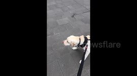 Confused labrador barks at dog painting on wall
