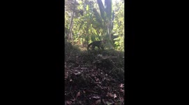 Cute monkey slow walk in the jungle