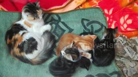 Four Twins Kitties Play While Mom Watches