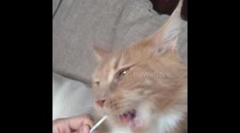 Big ginger Mainecoon enjoying a lollipop